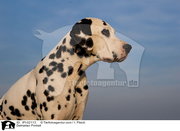 Dalmatiner Portrait / Dalmatian Portrait / IPI-02113