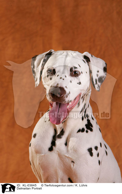 Dalmatiner Portrait / Dalmatian Portrait / KL-03845