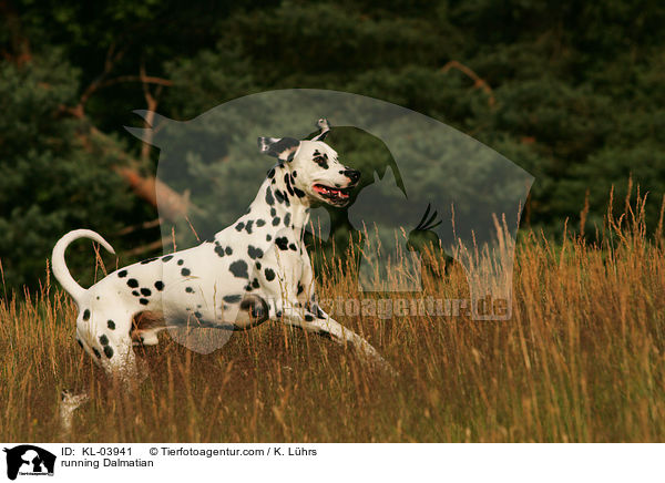rennender Dalmatiner / running Dalmatian / KL-03941
