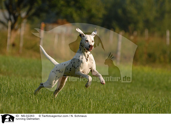 rennender Dalmatiner / running Dalmatian / NS-02263