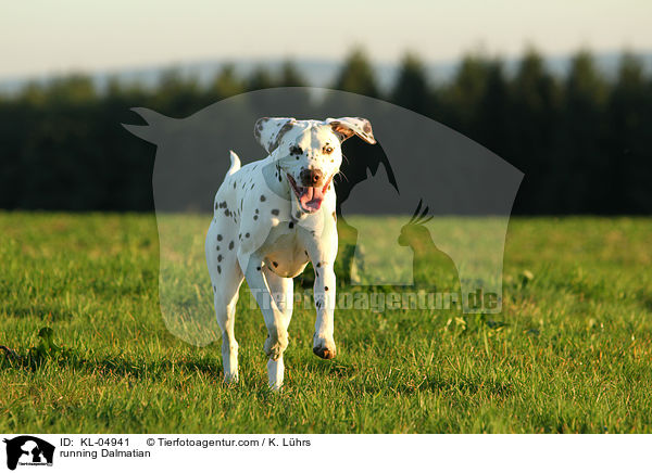 rennender Dalmatiner / running Dalmatian / KL-04941
