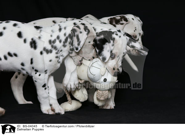 Dalmatiner Welpen / Dalmatian Puppies / BS-04045