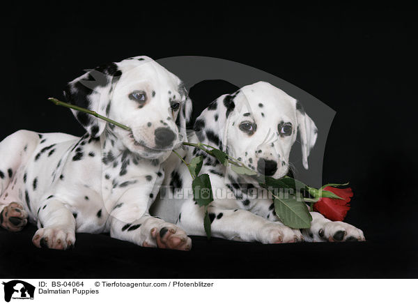 Dalmatiner Welpen / Dalmatian Puppies / BS-04064