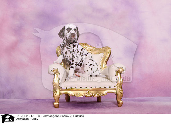 Dalmatiner Welpe / Dalmatian Puppy / JH-11047