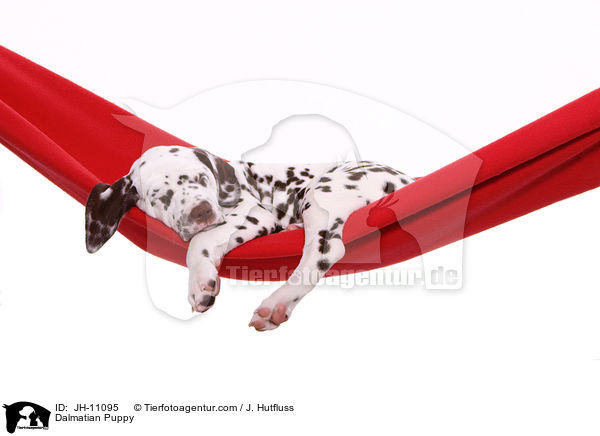 Dalmatian Puppy / JH-11095