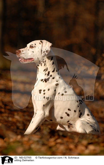 sitzender Dalmatiner / sitting Dalmatian / NS-02765