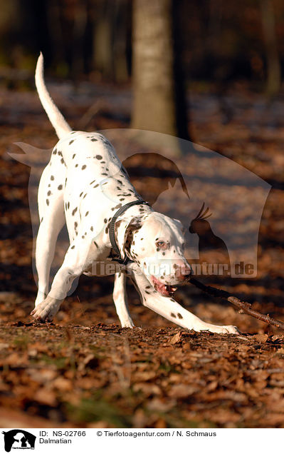 Dalmatiner / Dalmatian / NS-02766