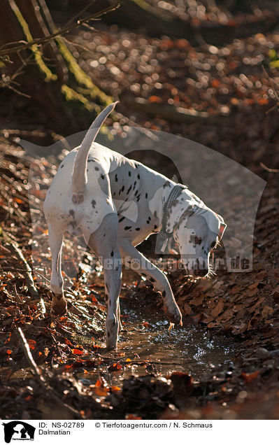 Dalmatiner / Dalmatian / NS-02789