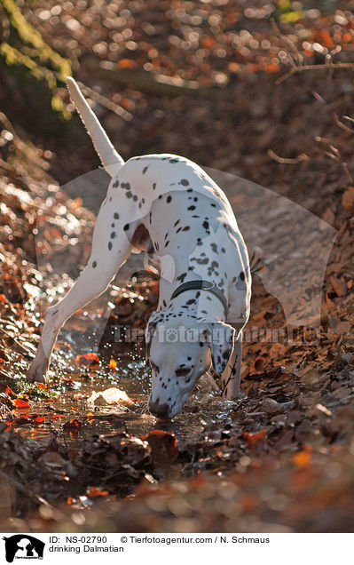 trinkender Dalmatiner / drinking Dalmatian / NS-02790