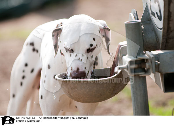 trinkender Dalmatiner / drinking Dalmatian / NS-03112