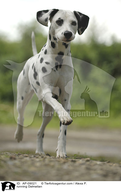 rennender Dalmatiner / running Dalmatian / AP-09021