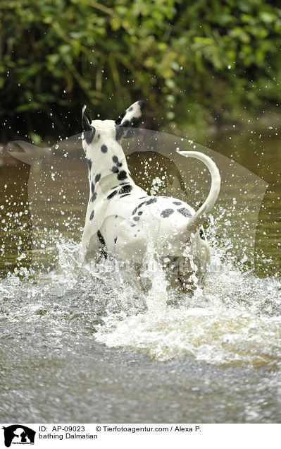 badender Dalmatiner / bathing Dalmatian / AP-09023