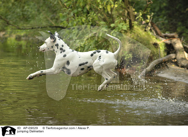 springender Dalmatiner / jumping Dalmatian / AP-09029