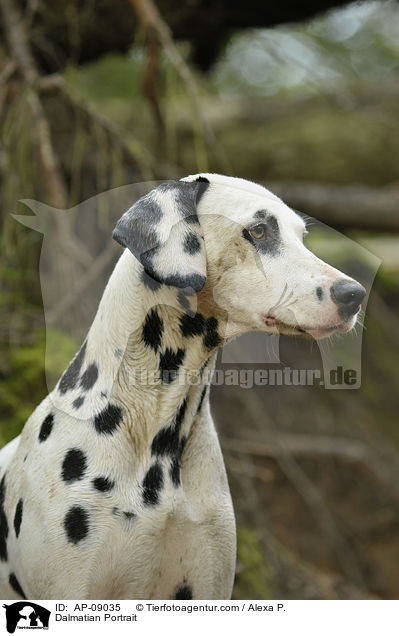 Dalmatiner Portrait / Dalmatian Portrait / AP-09035