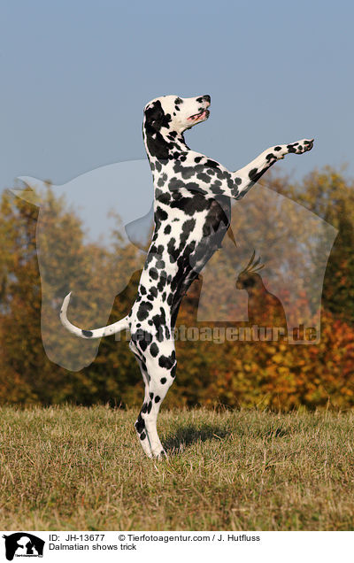 Dalmatiner macht Mnnchen / Dalmatian shows trick / JH-13677
