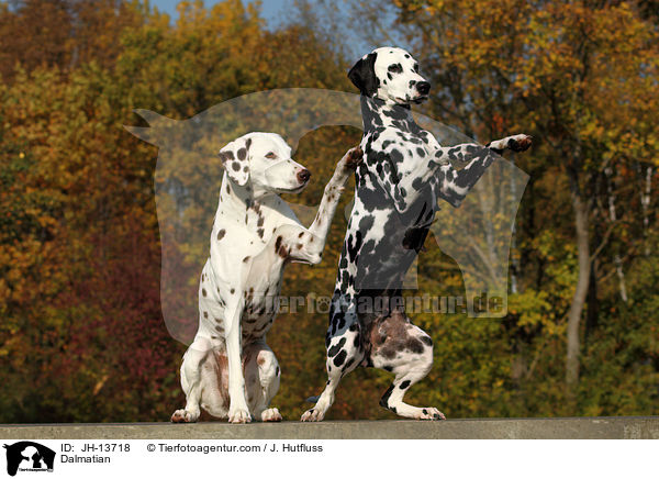 Dalmatiner / Dalmatian / JH-13718