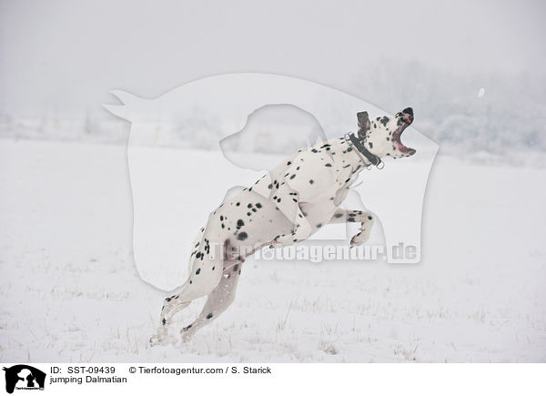 springender Dalmatiner / jumping Dalmatian / SST-09439