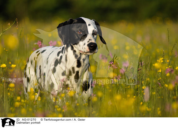 Dalmatiner Portrait / Dalmatian portrait / AG-01270