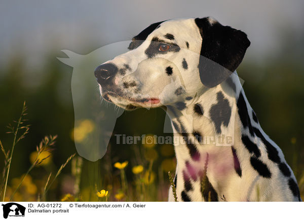 Dalmatiner Portrait / Dalmatian portrait / AG-01272