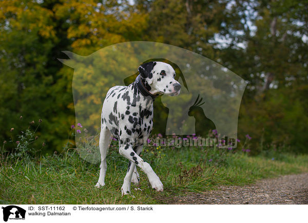 walking Dalmatian / SST-11162