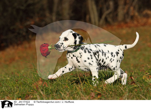 Dalmatian Puppy / JH-17422