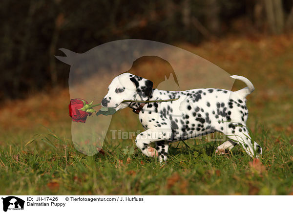Dalmatiner Welpe / Dalmatian Puppy / JH-17426