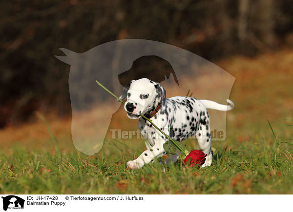 Dalmatiner Welpe / Dalmatian Puppy / JH-17428