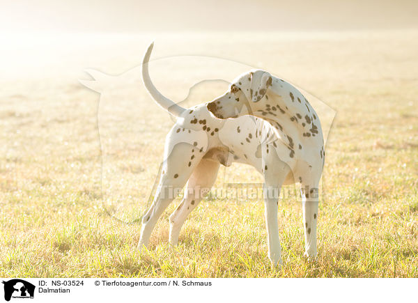 Dalmatiner / Dalmatian / NS-03524