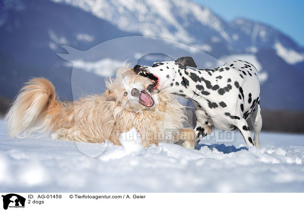 Podengo-Portugues-Mix / 2 dogs / AG-01459
