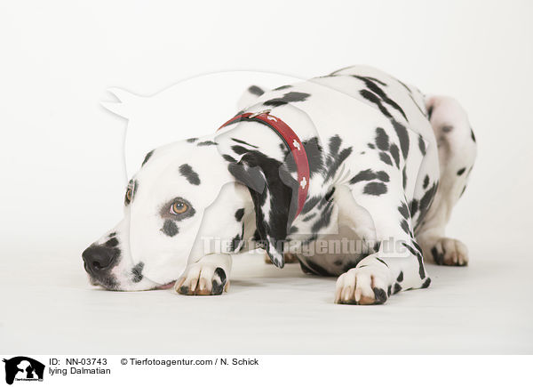 liegender Dalmatiner / lying Dalmatian / NN-03743