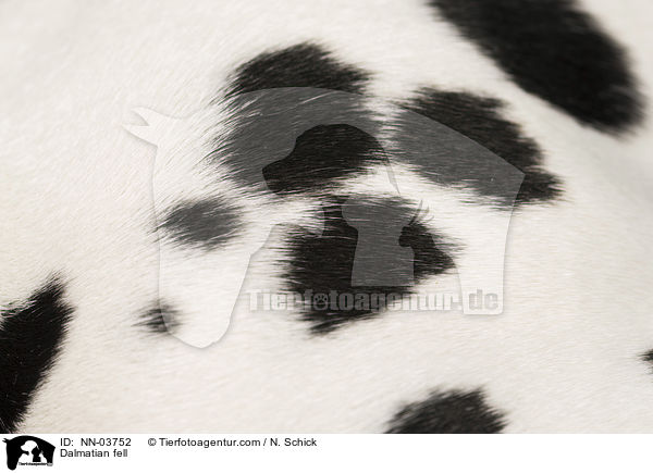Dalmatiner Fell / Dalmatian fell / NN-03752