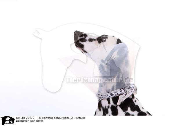 Dalmatiner mit Halskragen / Dalmatian with ruffle / JH-20170
