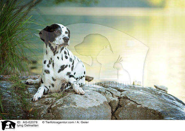 liegender Dalmatiner / lying Dalmatian / AG-02078