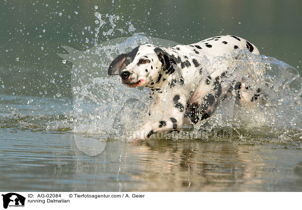 rennender Dalmatiner / running Dalmatian / AG-02084