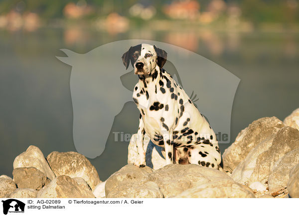 sitzender Dalmatiner / sitting Dalmatian / AG-02089