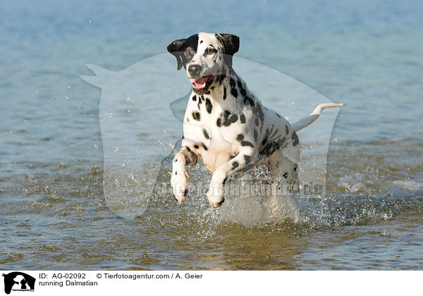 rennender Dalmatiner / running Dalmatian / AG-02092
