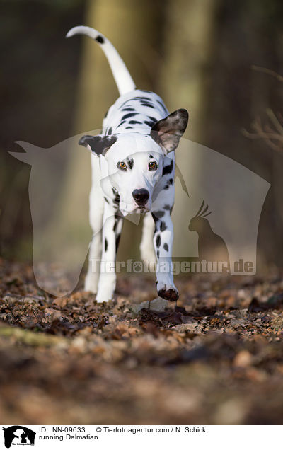rennender Dalmatiner / running Dalmatian / NN-09633