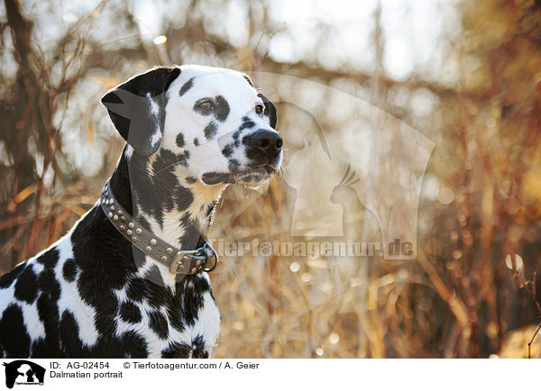 Dalmatiner Portrait / Dalmatian portrait / AG-02454