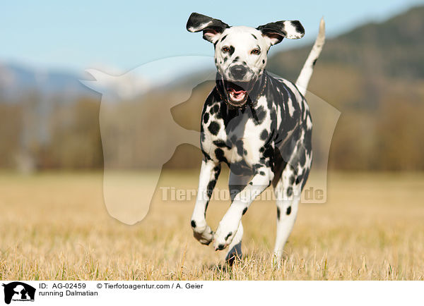 running Dalmatian / AG-02459