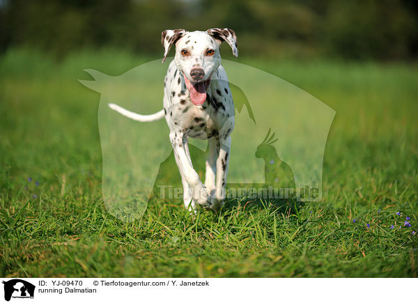 rennender Dalmatiner / running Dalmatian / YJ-09470