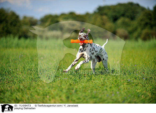 spielender Dalmatiner / playing Dalmatian / YJ-09473