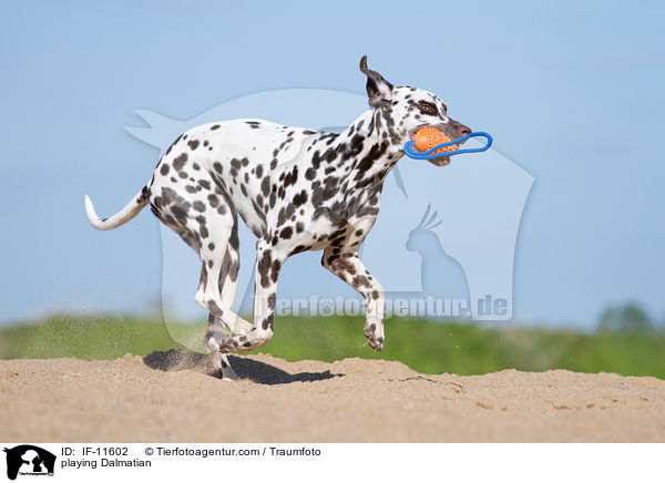 spielender Dalmatiner / playing Dalmatian / IF-11602