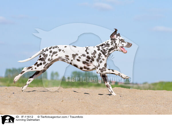 rennender Dalmatiner / running Dalmatian / IF-11612