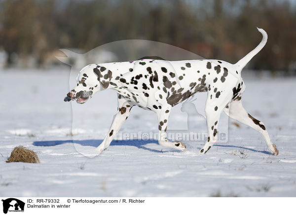 Dalmatiner im Winter / Dalmatian in winter / RR-79332