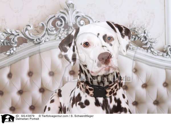 Dalmatiner Portrait / Dalmatian Portrait / SS-43879