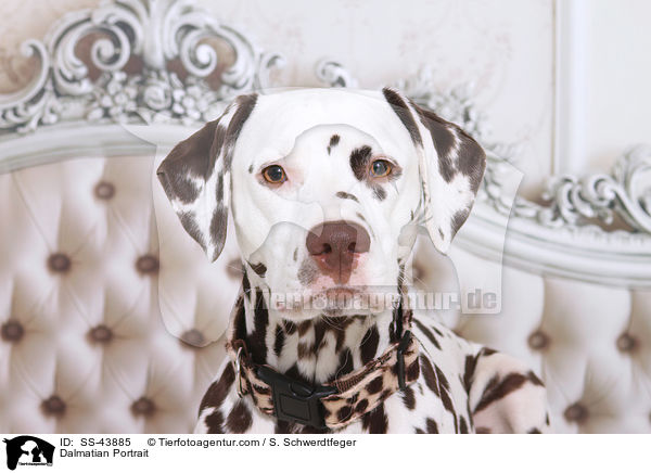 Dalmatian Portrait / SS-43885