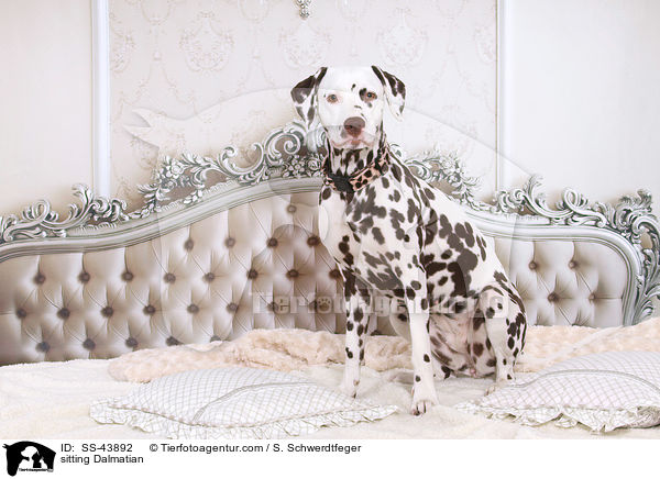 sitzender Dalmatiner / sitting Dalmatian / SS-43892