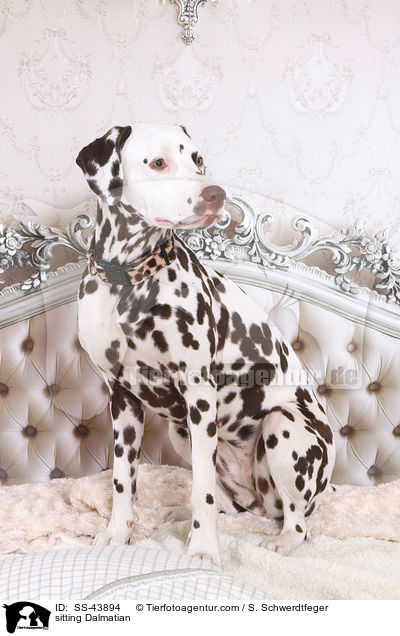 sitzender Dalmatiner / sitting Dalmatian / SS-43894