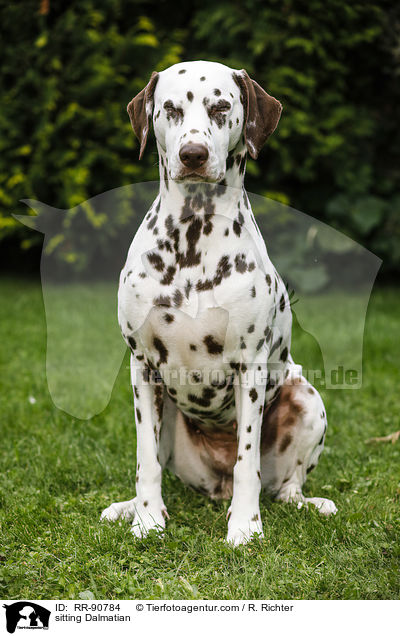 sitzender Dalmatiner / sitting Dalmatian / RR-90784