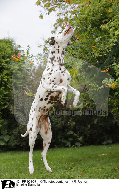 springender Dalmatiner / jumping Dalmatian / RR-90805